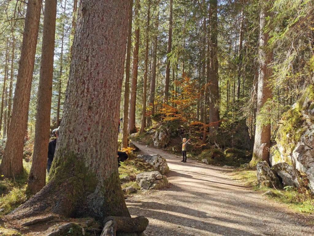 Das ist der  Prinzregent-Luitpold-Weg im Hintersee Zauberwald