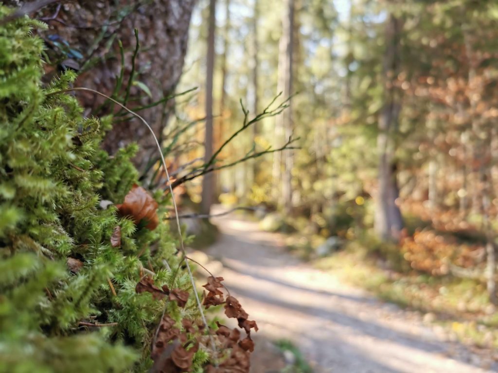 Bei der Rundwanderung um den See ist das Landschaftsbild abwechslungsreich: mit Wald ....