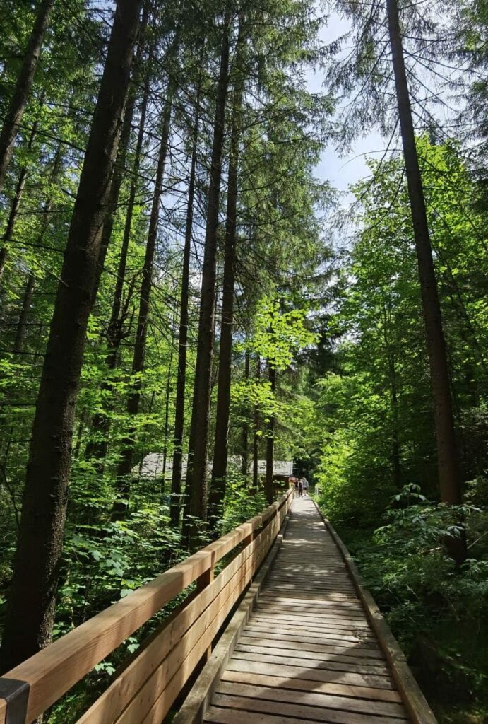 Zauberwald Ramsau Rundwanderweg - über diese Holzbohlen